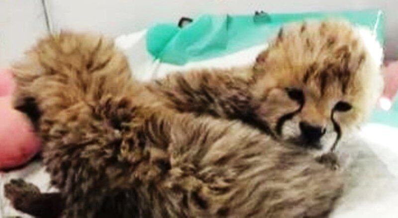 توله یوزپلنگ‌های «ایران» با وزن‌گیری مناسب به ۶۲۰ گرم رسیدند