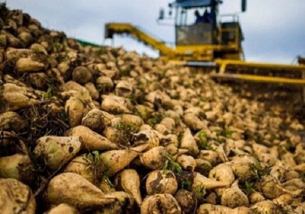 تولید ۳۵ درصد چغندرقند کشور در آذربایجان‌غربی