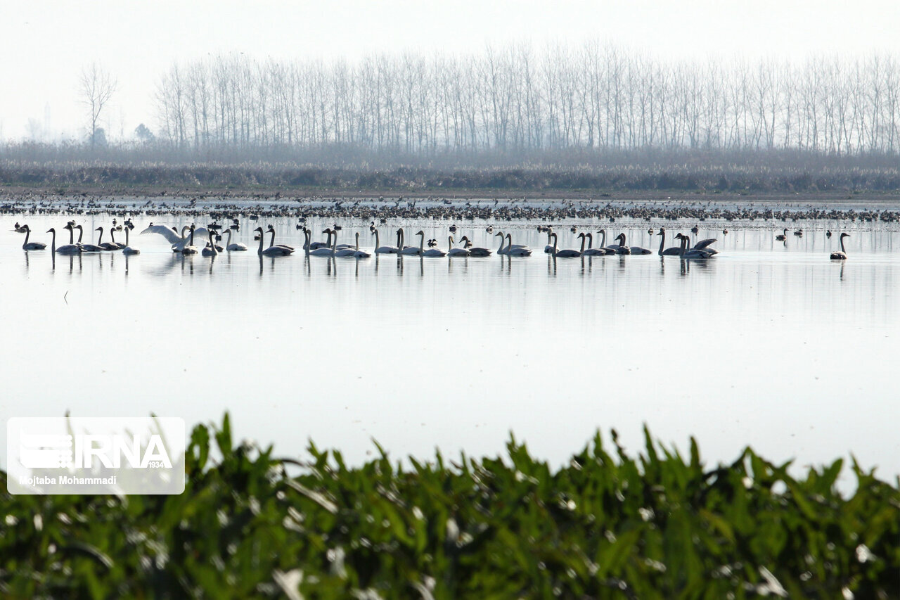 تکیه بر دانش بومی راهی برای حفاظت از تالابها