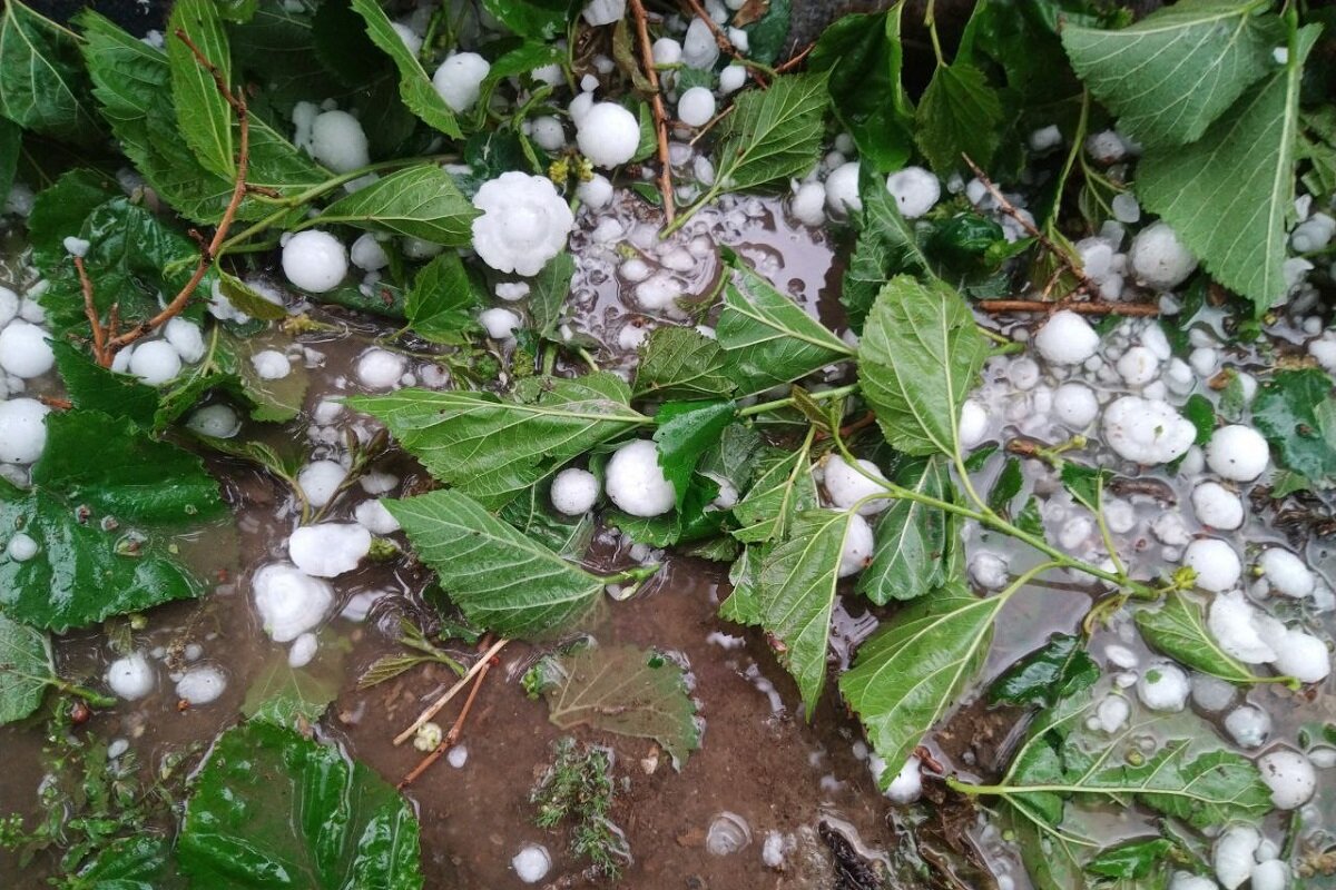 تگرگ به بخش کشاورزی ۱۰ روستای خوی خسارت زد
