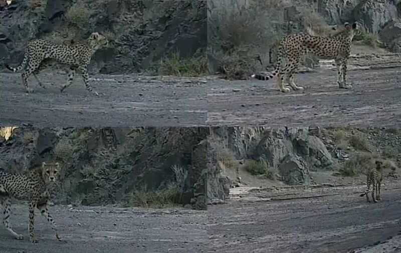 ثبت تصاویر «هرب» یوزپلنگ ماده همراه ۲ توله در منطقه توران
شاهرود