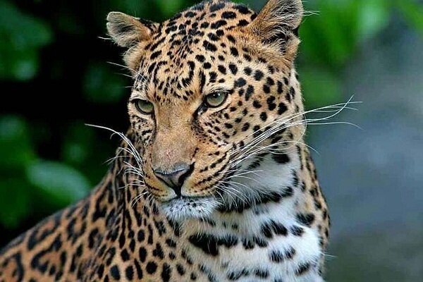 ثبت حضور همزمان ۲ قلاده پلنگ در چاشم‌لوبار