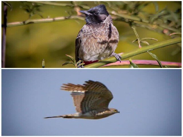 ثبت دو گونه پرنده جدید در سنندج؛ تنوع زیستی کردستان غنی‌تر شد