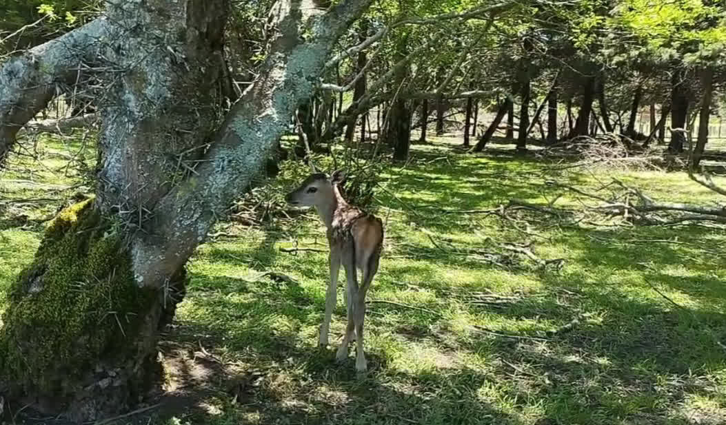 ثبت ۱۳ ذخیرهگاه زیستکره در ۱۱ استان کشور