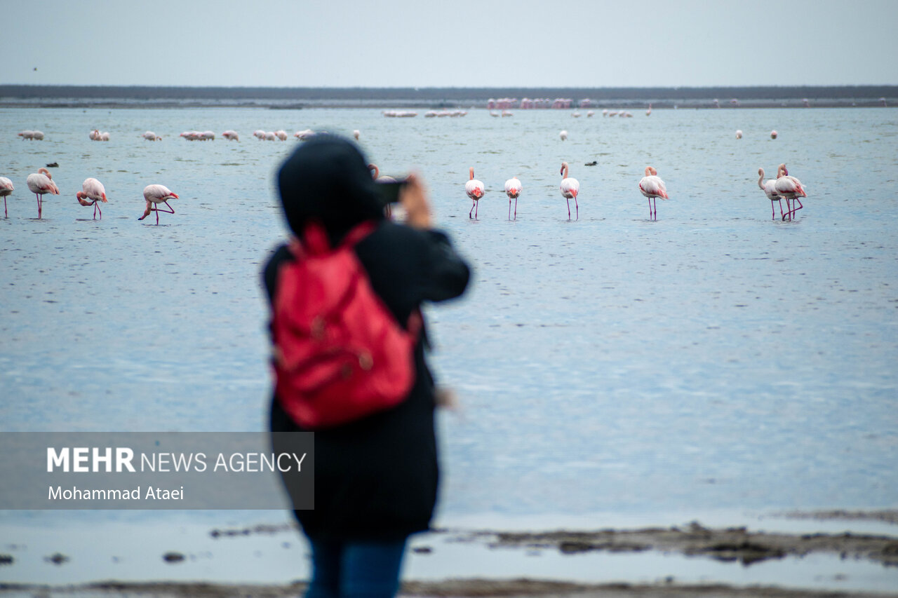 جباری: سایت پرندهنگری در تالاب سولدوز نقده راه اندازی شود