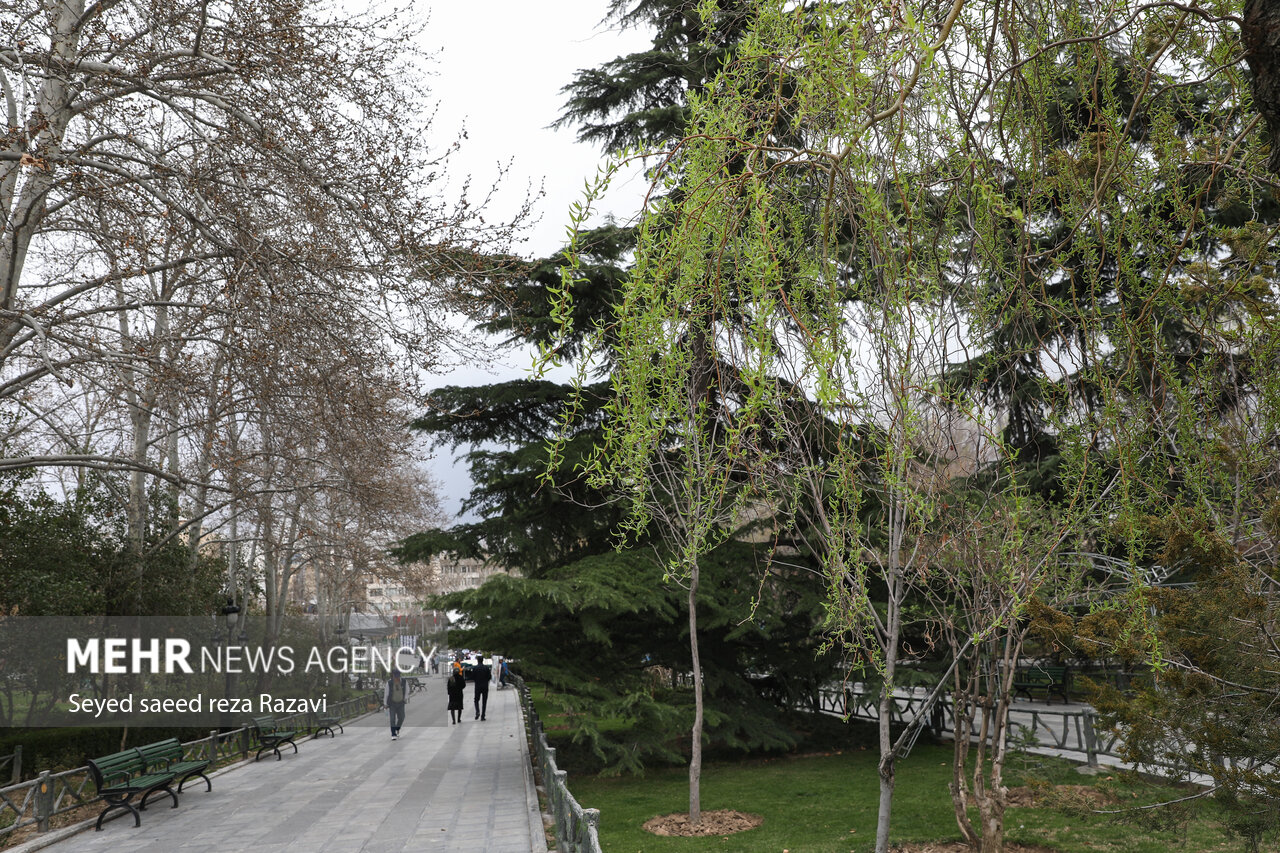 جدال شهرداری و مالک خصوصی بر سر قطع درختان در منطقه یک