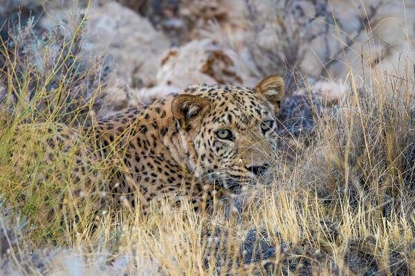 جزییاتی از مشاهده مستقیم یک پلنگ در پناهگاه حیات وحش عباس
آباد