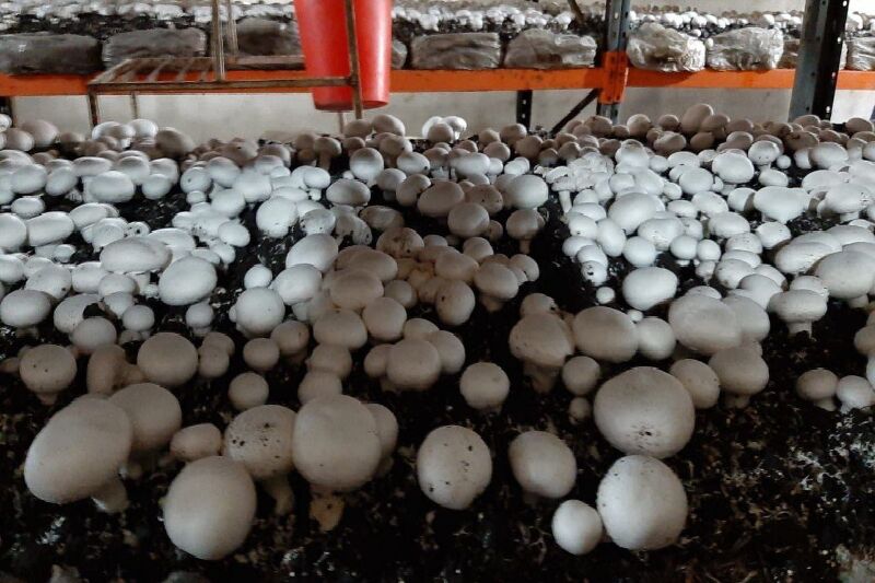 جشنواره بینالمللی آشپزی با قارچ در کردستان برگزار می شود