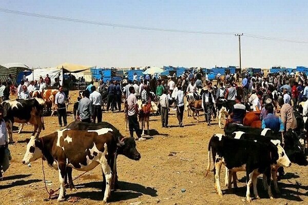 جعفری: بازارهای دواب میاندوآب به مدت دو هفته تعطیل شدند