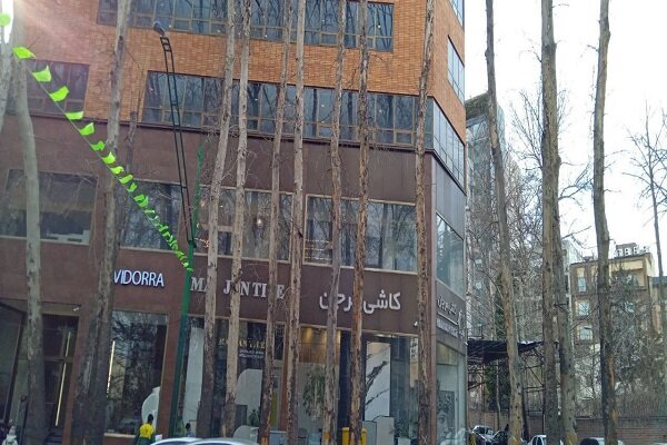 جمع آوری درختان خشک خیابان ولیعصر (عج) از امشب آغاز میشود