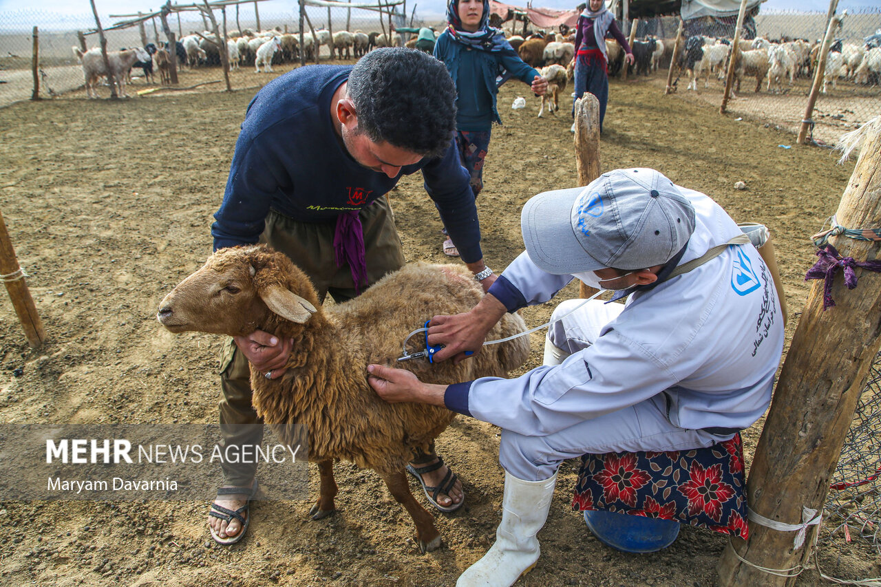 جمعیت دامی ۱۶۰۰ روستای کردستان واکسیناسیون رایگان می‌شوند