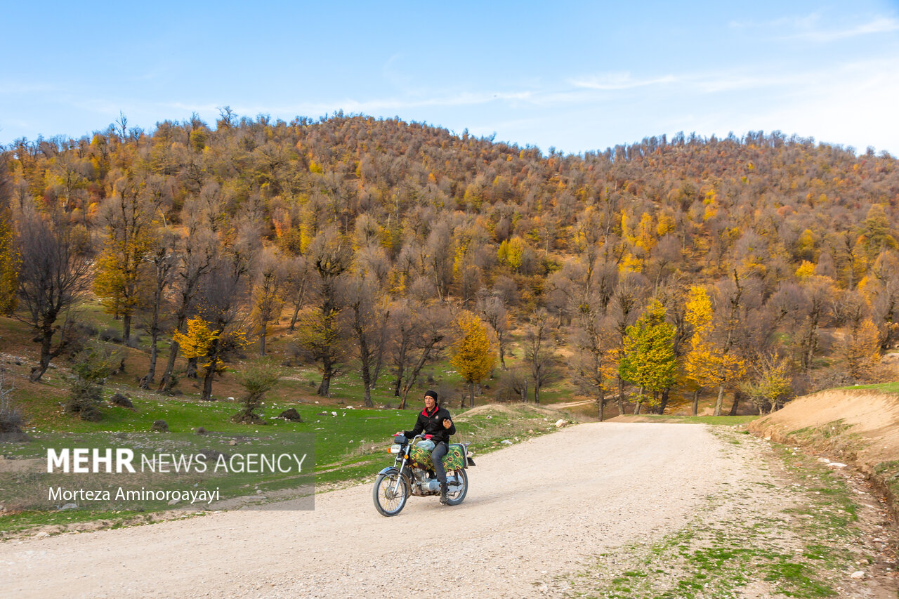 جنگل قلعه قافه