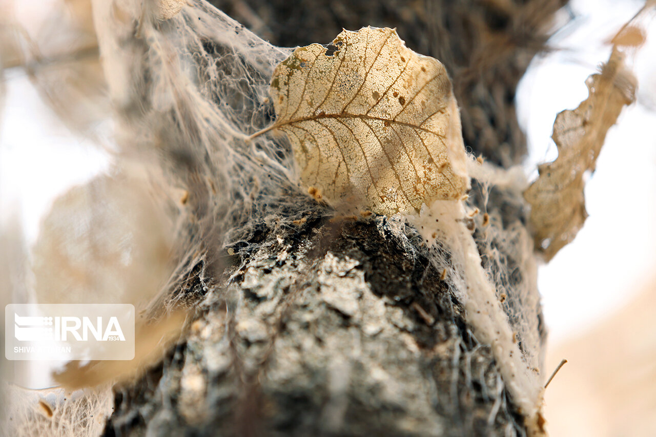 جنگلهای ۵۵۰۰ ساله بلوط را چگونه حفظ کنیم؟