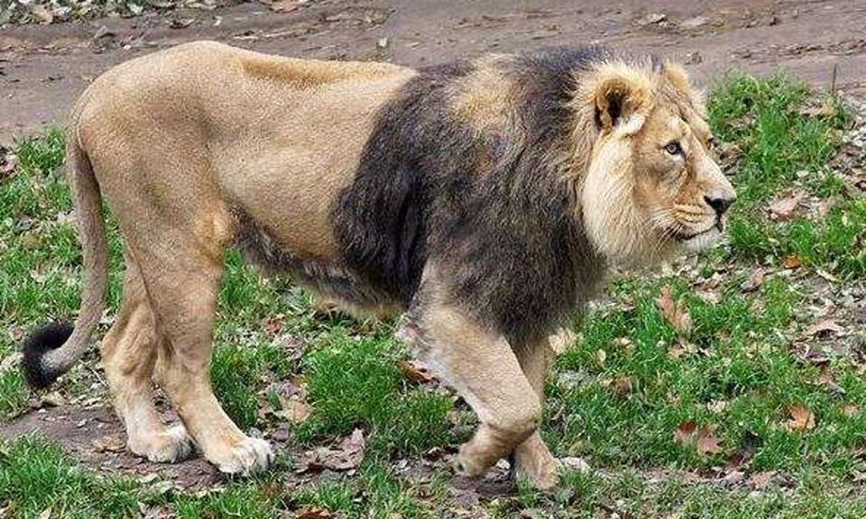 حصر خانگی وحوش، چالش رو به رشد محیط زیست کشور