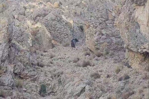 حضور خرس قهوه‌ ای در فیروزکوه، پیام‌ آور نشاط و پویایی طبیعت تهران