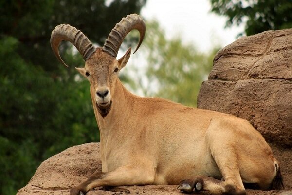 حضور دوباره بز کوهی در مناطق مرزی سردشت ثبت شد