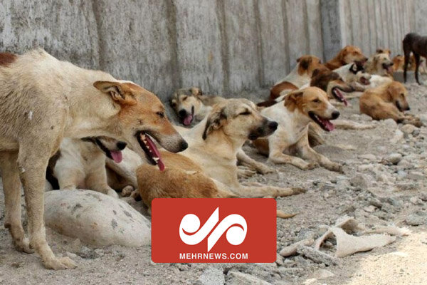 حمله شش سگ ولگرد در خیابان صنعت حبیب‌آباد به یکشهروند