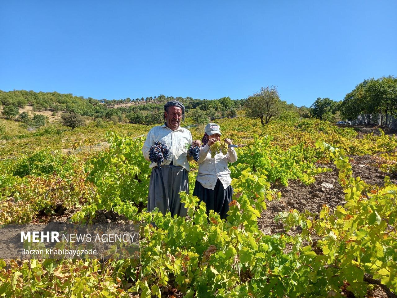 خبر خوش مدیرعامل صندوق بیمه اجتماعی برای نخبگان روستایی