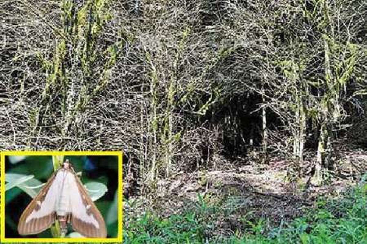 خداحافظی آفت شبپره شمشاد از عرصههای جنگلی غرب مازندران