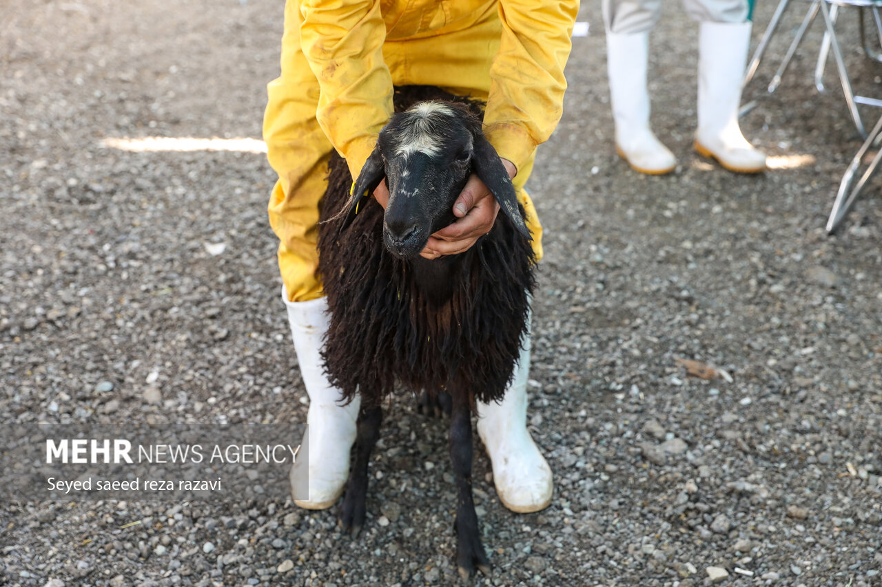 خرید و ذبح دام عید قربان در تهران