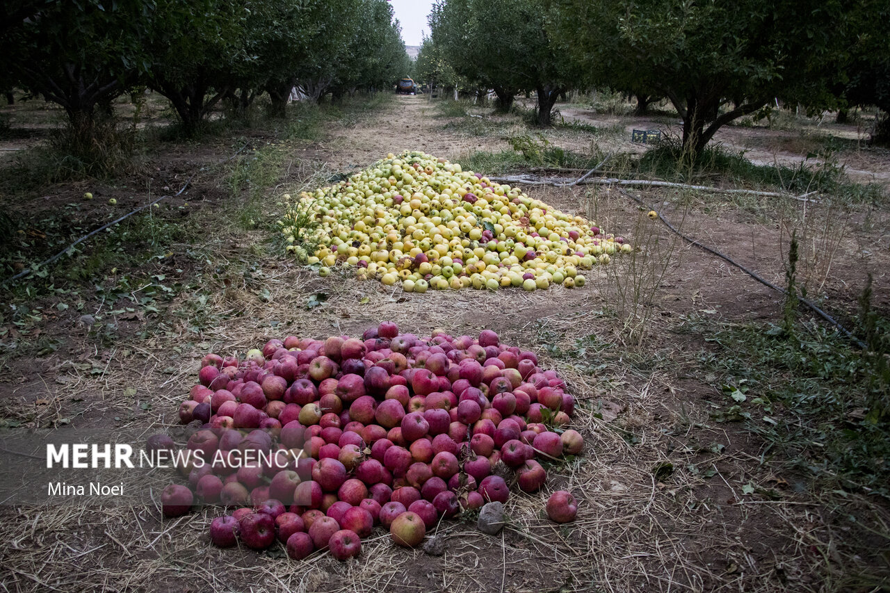 خرید ۴۰۰۰ تن صنعتی توسط اتحادیه تعاونی روستایی آذربایجان
غربی