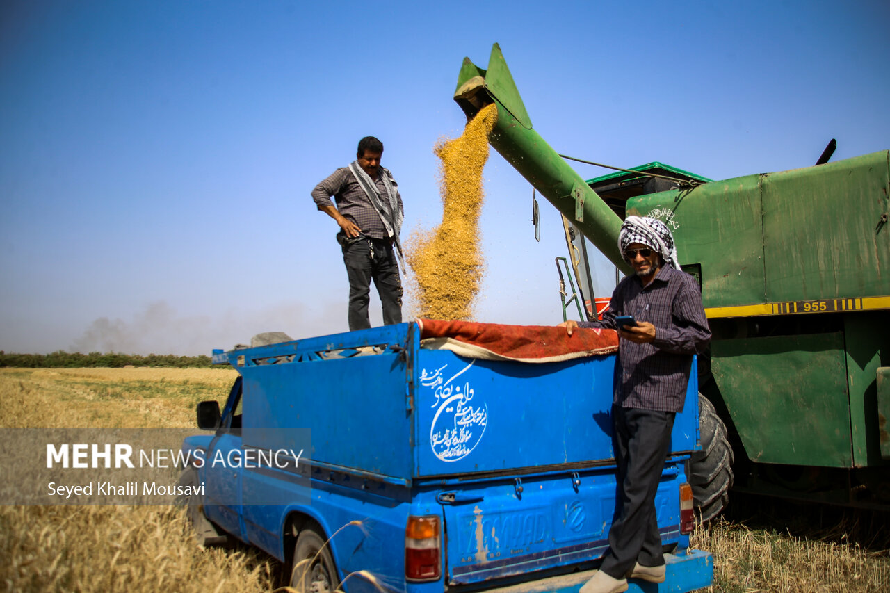 خریداری ۵۰۰ هزار تن گندم و جو به صورت تضمینی از زارعان آذربایجان غربی
