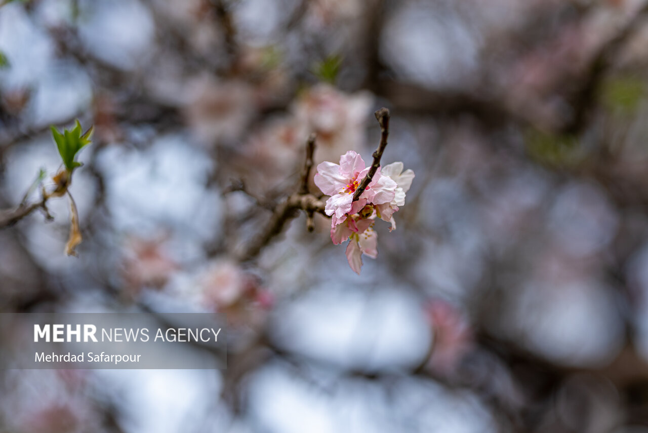 خسارت ۱۵۰۰ میلیارد تومانی مخاطرات طبیعی به کشاورزی آذربایجان غربی