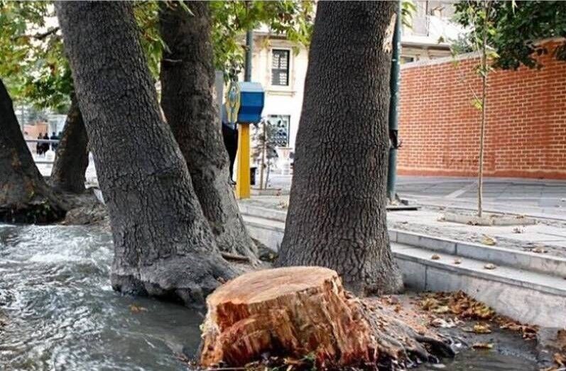 خشکاندن عمدی ۱۳ اصله درخت در خیابان ولیعصر