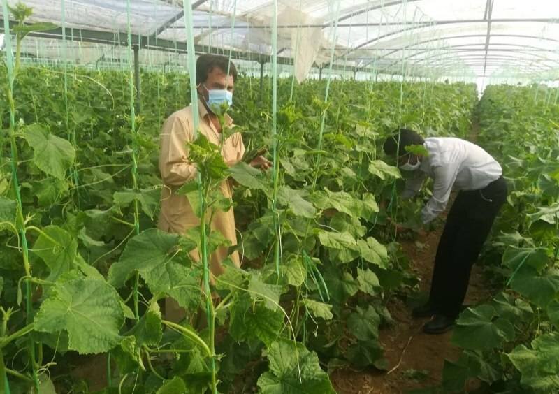 خوی در مسیر تبدیل به یکی از قطبهای گلخانهای آذربایجان غربی