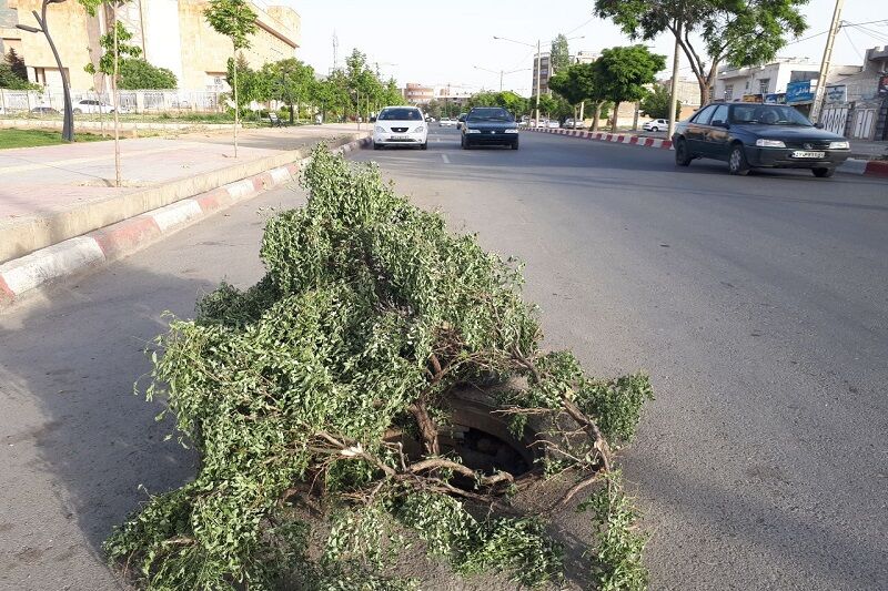 دام منهولها در سنندج