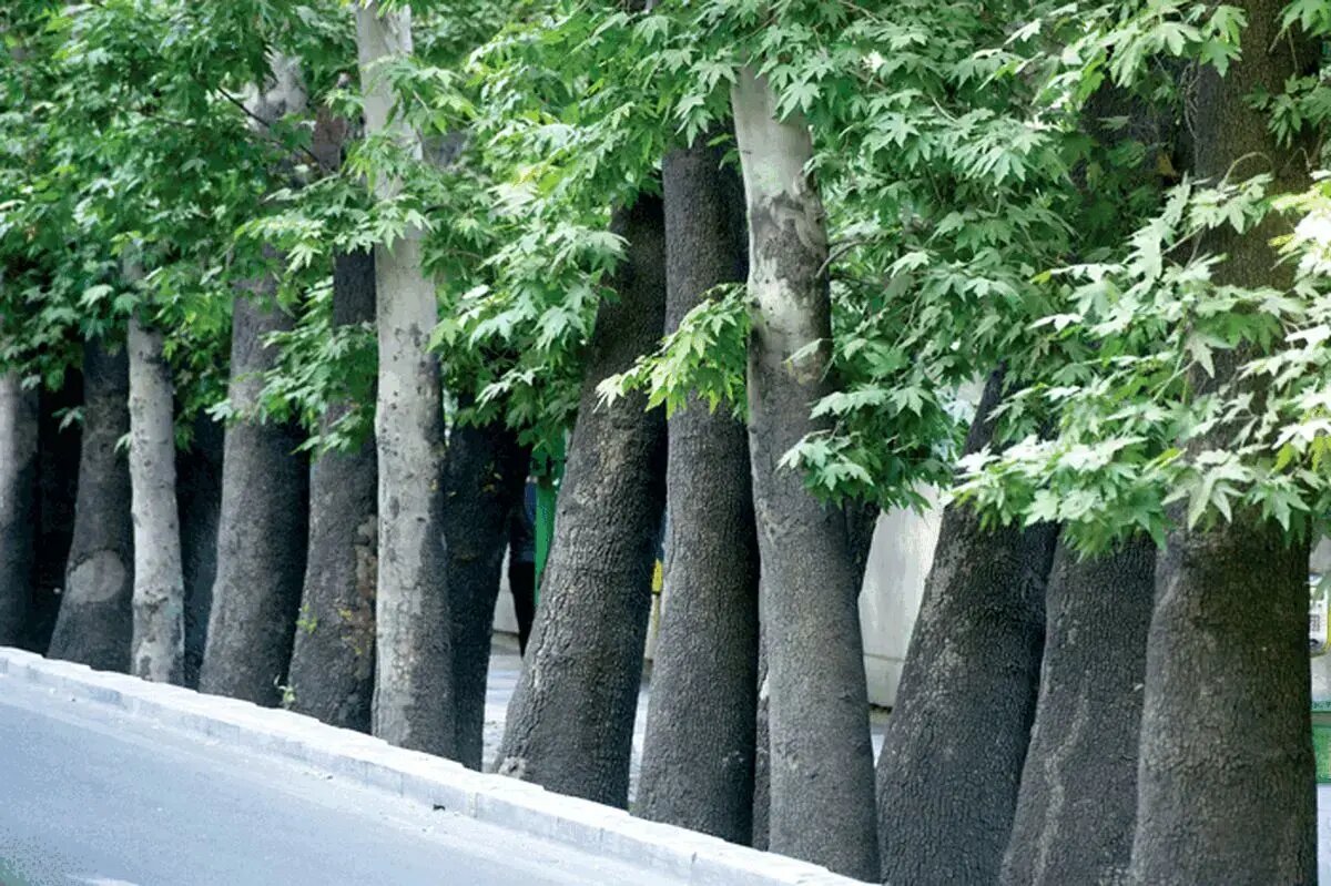 درخت چنار خیابان ۱۵ خرداد تهران برای رفع خطر سربرداری شد