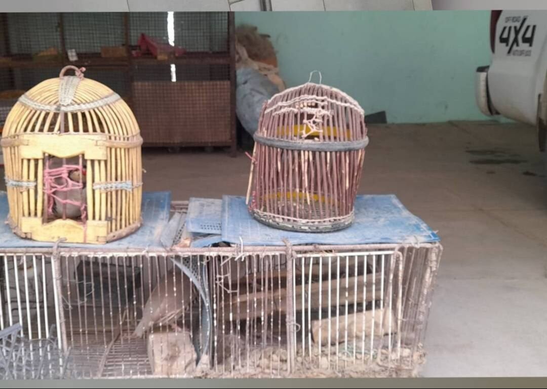 دستگیری شکارچی متخلف در کامیاران؛ کشف ۴ قطعه کبک از متهم