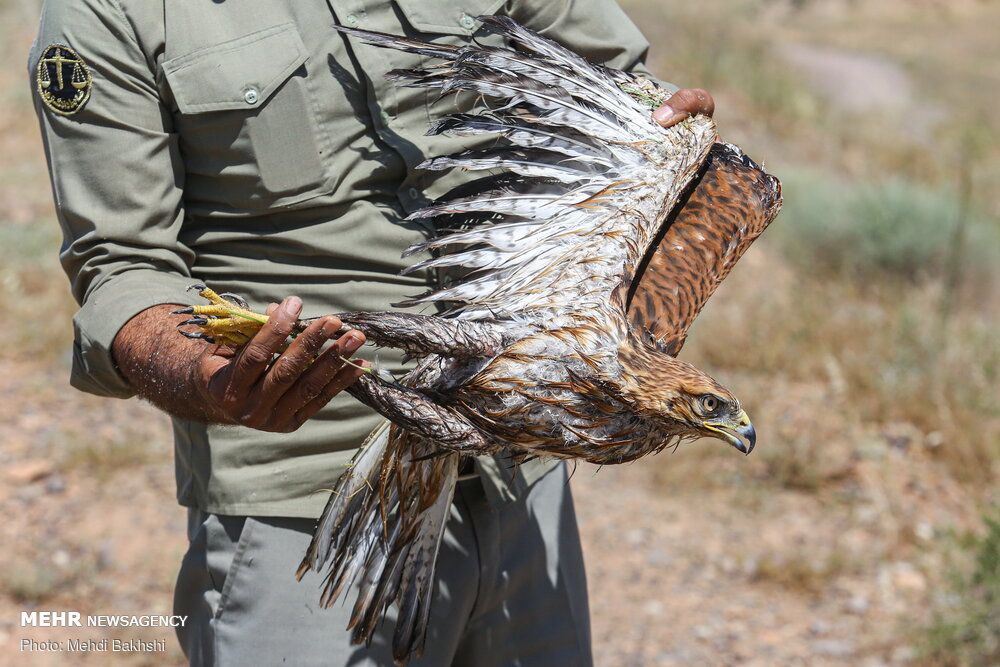 دستگیری قاچاقچی پرندگان شکاری در سنندج
