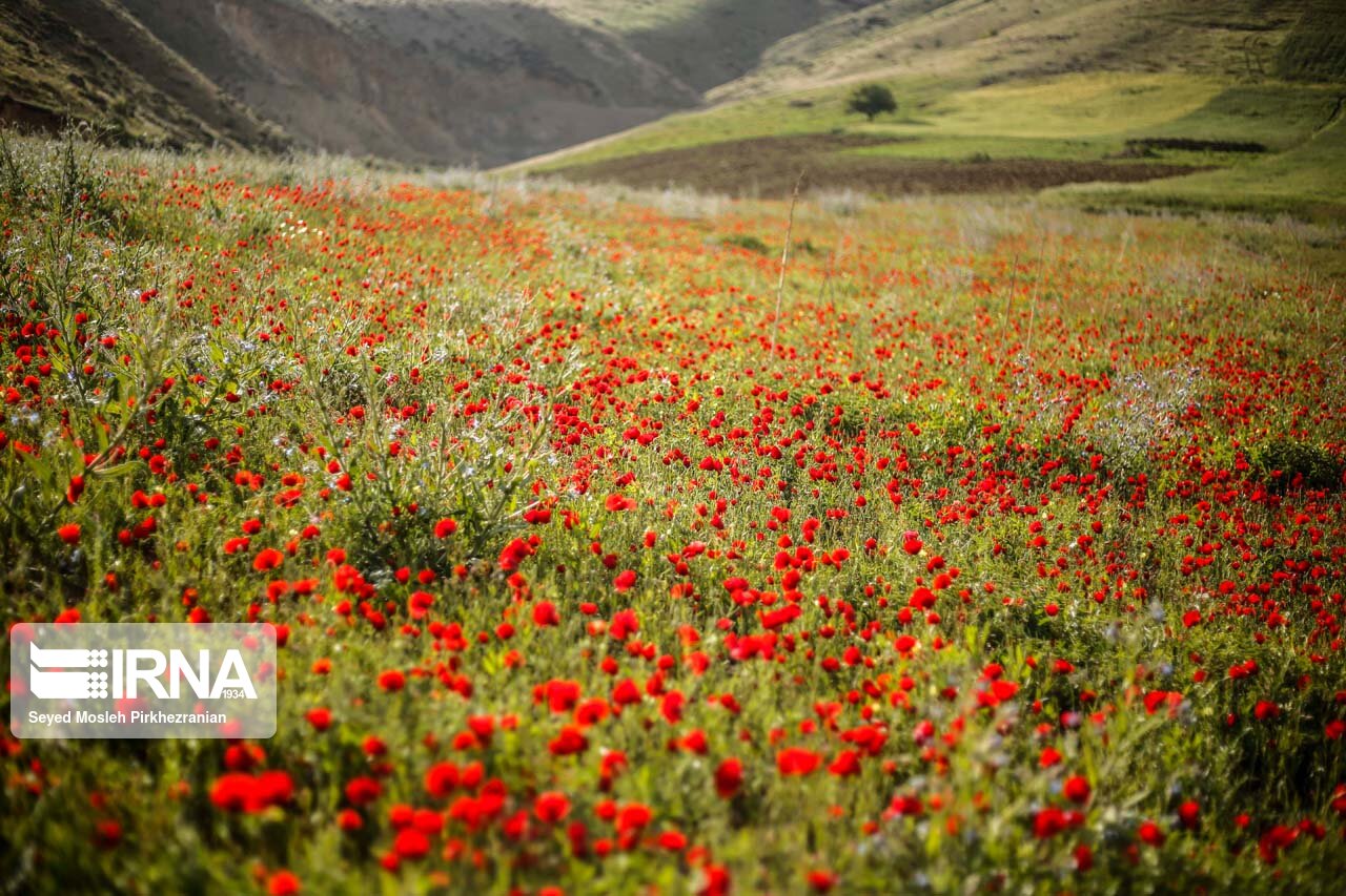 دشت گلهای شقایق