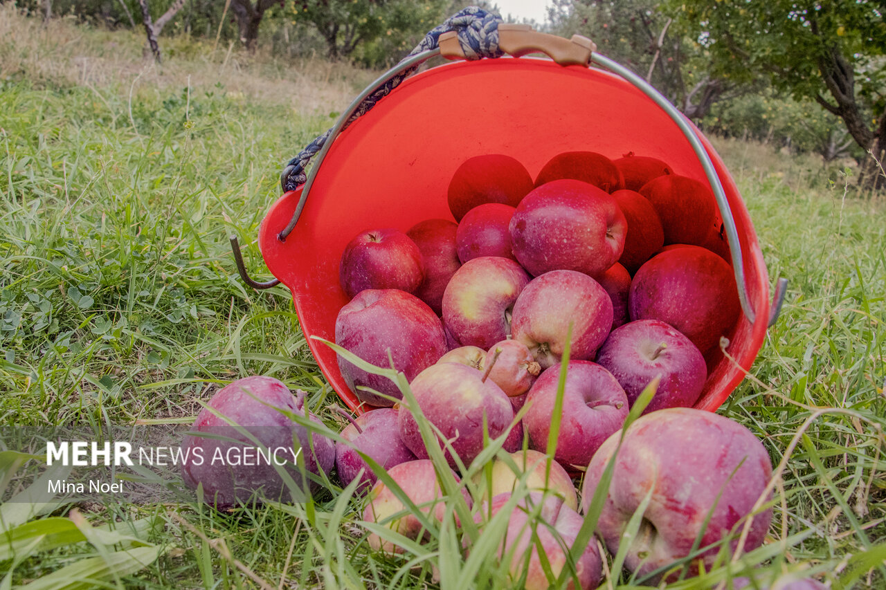 دمکری: ۱۹۵ هزار تن سیب از باغات آذربایجان‌غربی خریداری شد