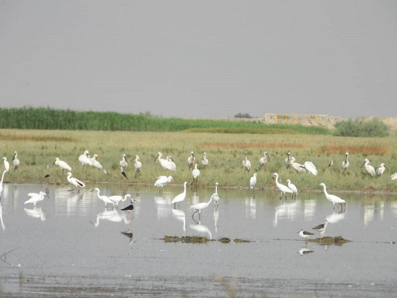 دمیدن جان دوباره بر پیکر بی جان ” کمجان”
