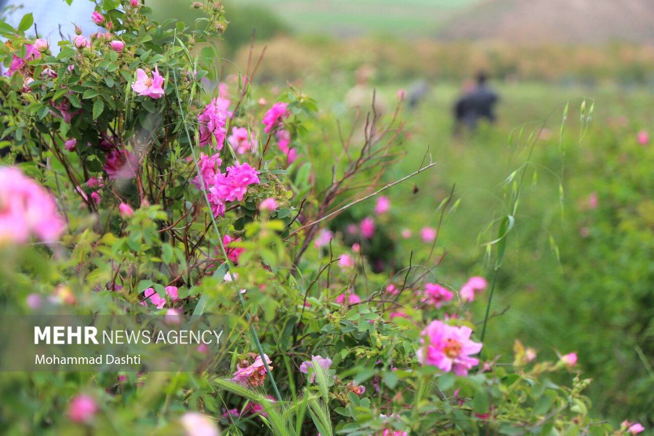 دومین جشنواره گلاب‌گیری کردستان در سنندج برگزارمی‌شود