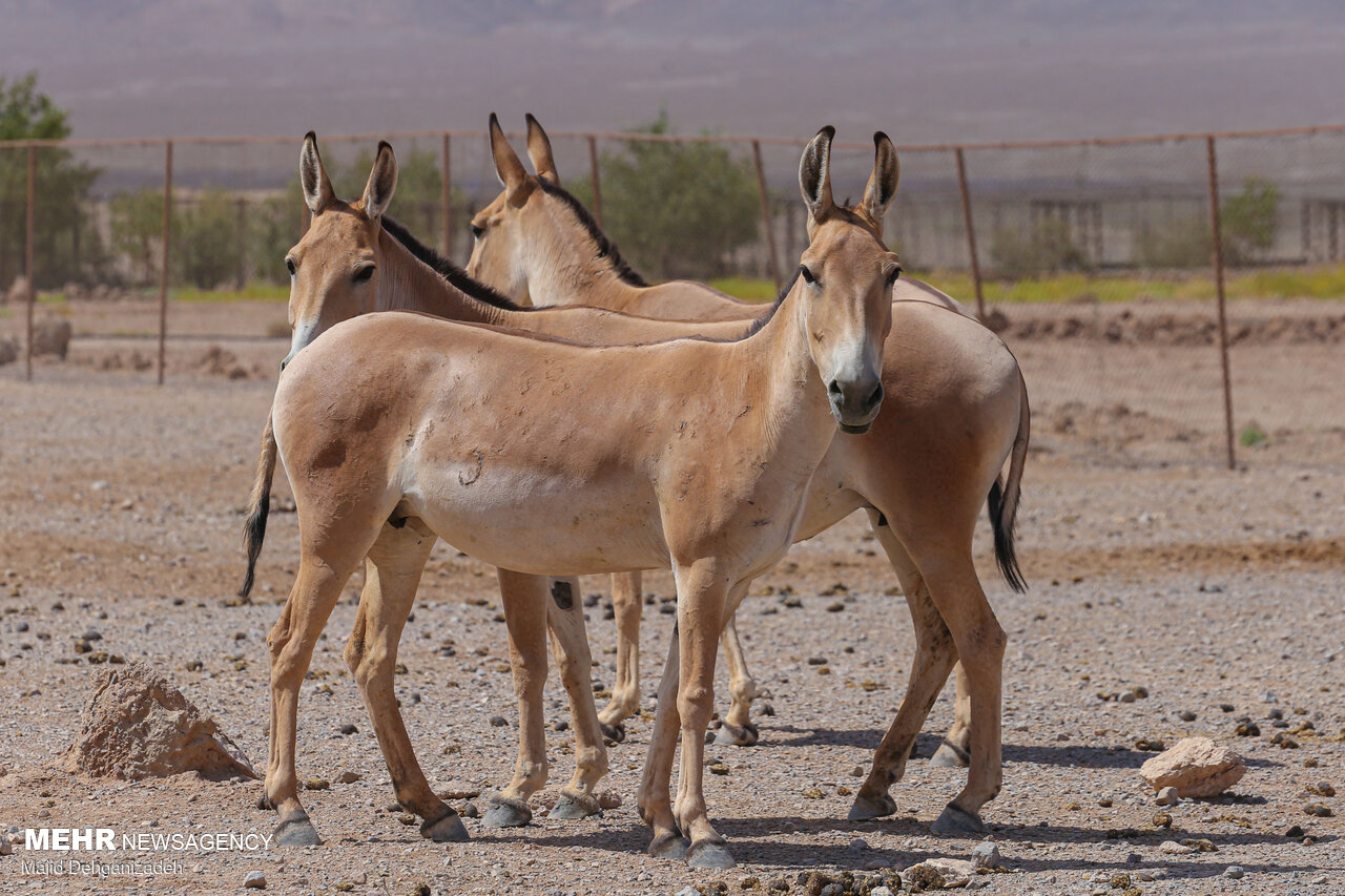 دومین گورخر ایرانی در پارک ملی گرمسار متولد شد