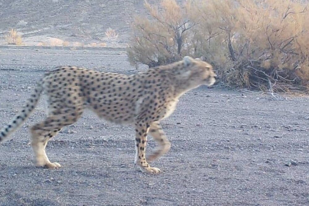 ذخیره سازی ژنهای یوز نر برای نخستین بار انجام شد