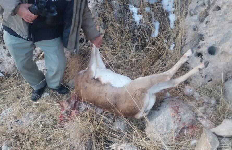 رجب‌زاده: شکارچی غیرمجاز میش وحشی در چنگ‌الماس بیجار دستگیر شد