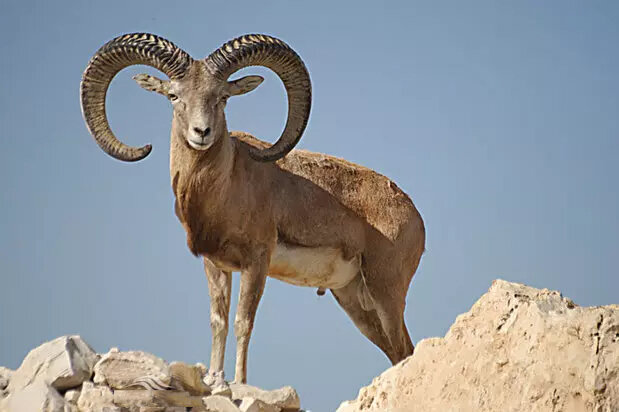 ردپای شکارچی تا دامنه «سفیدکوه» / سلطان صخرههای زاگرس شکار شد