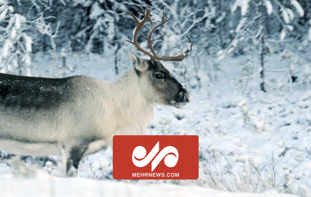 رقابت یک گوزن شمالی با قطار