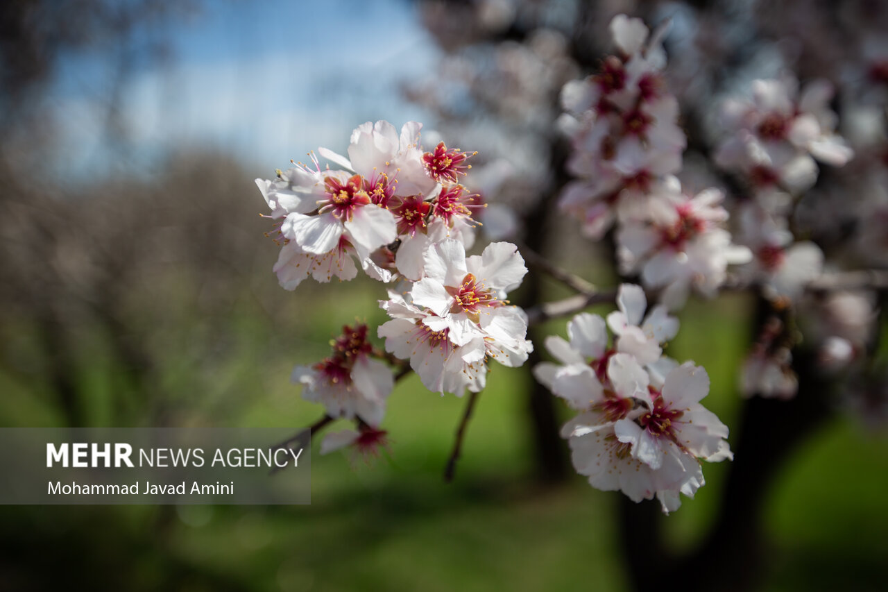 رقص شکوفه‌ها و نغمه چشمه‌ها در بهار کردستان