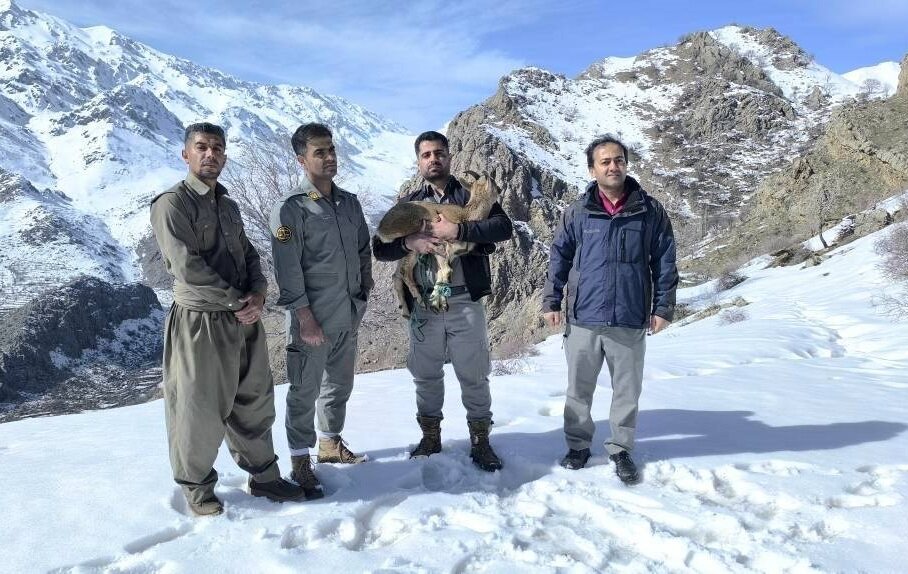 رهاسازی بزغاله وحشی نجاتیافته از برف توسط محیطبانان در اورامان