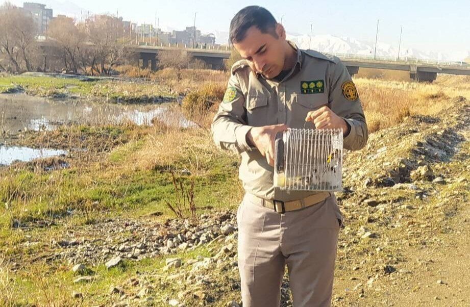 رهاسازی سه قطعه سهره مکشوفه در زیستگاه طبیعی سقز