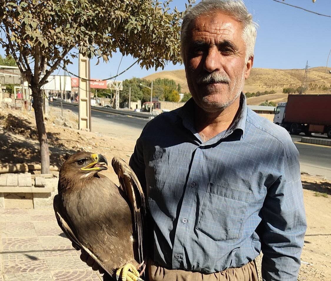 رهاسازی یک بهله عقاب طلایی در سقز