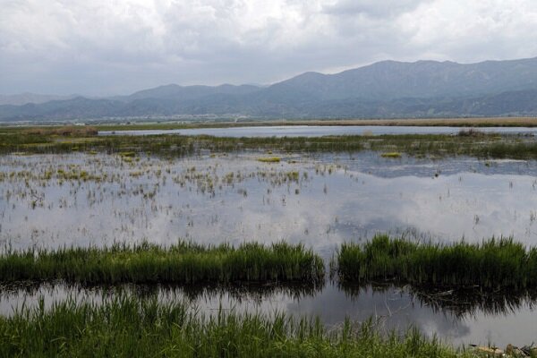 رهاسازی یک میلیون مترمکعب حقآبه برای تالابهای نقده