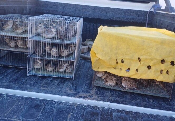 رهاسازی ۲۴۰ قطعه چکاوک در دهگلان