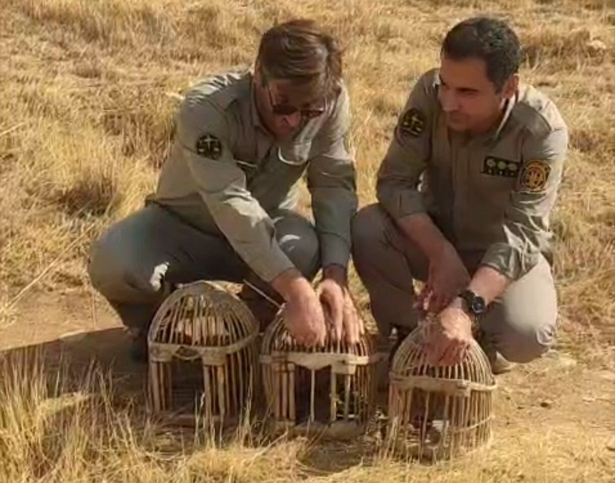 رهاسازی ۳ قطعه کبک در سقز