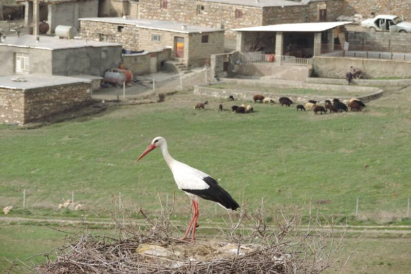 روستای “سویرو” بانه شهری برای لک‌لک‌ها